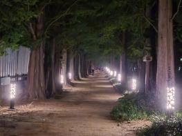 고양시 ‘일산호수공원 메타세쿼이아길’ 야간 산책 명소로 재탄생 기사 이미지